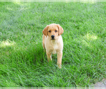 Small #9 Labrador Retriever