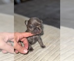 Puppy Puppy 6 French Bulldog