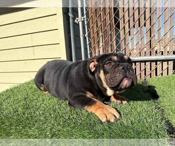 Medium Photo #5 English Bulldog Puppy For Sale in WEST HOLLYWOOD, CA, USA