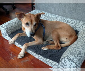 Mountain Cur-Rhodesian Ridgeback Mix Dogs for adoption in Holly Springs, NC, USA