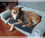 Small Mountain Cur-Rhodesian Ridgeback Mix