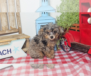 Poodle (Toy) Puppy for sale in COLLEGE STA, TX, USA