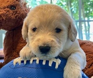 Labradoodle Puppy for sale in CHELSEA, AL, USA