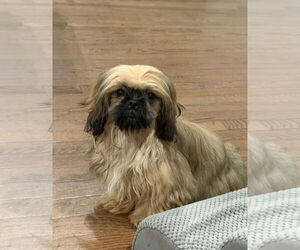 Shih Tzu Dogs for adoption in Wheaton, IL, USA