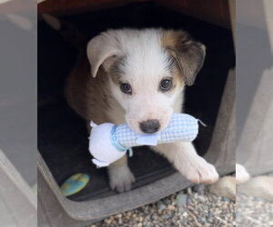 Mutt Dogs for adoption in Bemidji, MN, USA