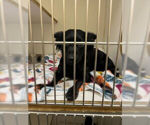 Chihuahua Dogs for adoption in Texas City, TX, USA