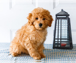 Puppy Scooby Poodle (Toy)