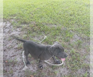 American Bully Puppy for sale in MADRAY SPRINGS, GA, USA