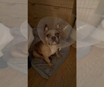 Small Photo #3 French Bulldog Puppy For Sale in Tenafly, NJ, USA
