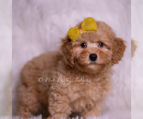 Medium Photo #3 Poodle (Toy) Puppy For Sale in WARSAW, IN, USA