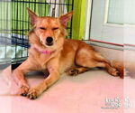 Small #1 Pomeranian Mix