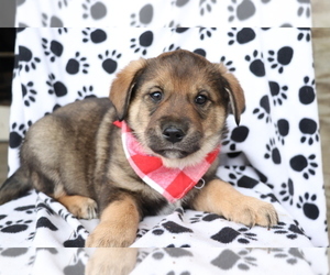 English Cream Golden Retriever-Mutt Mix Puppy for sale in SHILOH, OH, USA