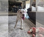 Small #3 Boxer