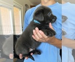 Small Photo #2 Labrador Retriever Puppy For Sale in QUEEN CREEK, AZ, USA