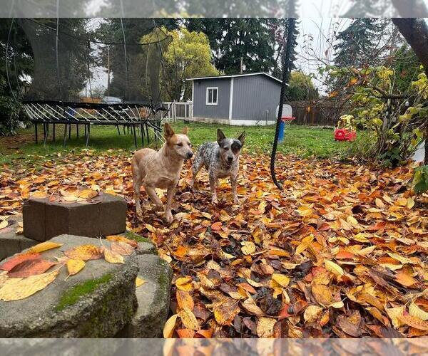Medium Photo #1 Australian Cattle Dog Puppy For Sale in PUYALLUP, WA, USA