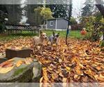Small Photo #1 Australian Cattle Dog Puppy For Sale in PUYALLUP, WA, USA