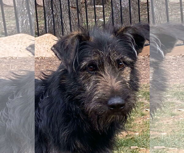 Medium Photo #4 Mutt Puppy For Sale in Dallas, TX, USA