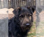 Small #3 Mutt