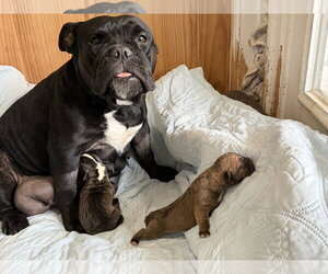 Bulldog-Unknown Mix Dogs for adoption in Holly Springs, NC, USA