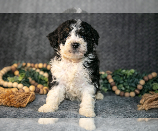 Medium Photo #1 Bernedoodle (Miniature) Puppy For Sale in NAPPANEE, IN, USA
