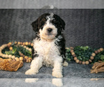 Puppy Daya Bernedoodle (Miniature)