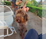Small Photo #7 Poodle (Standard)-Wirehaired Pointing Griffon Mix Puppy For Sale in CANYON LAKE, TX, USA