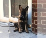 Small Photo #11 German Shepherd Dog Puppy For Sale in JERSEY CITY, NJ, USA