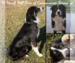 Small Photo #1 Australian Shepherd Puppy For Sale in SALADO, TX, USA