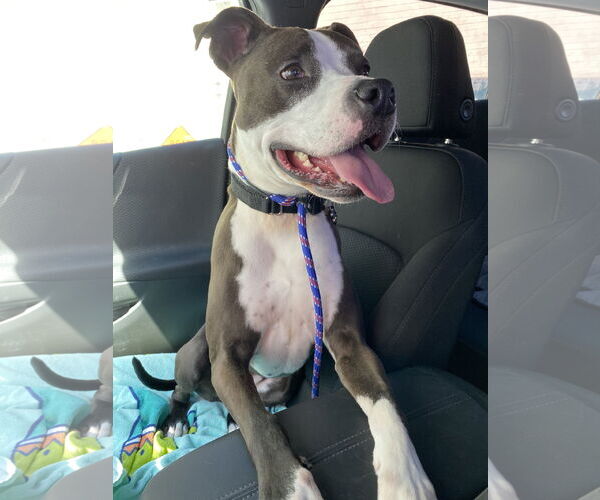 Medium Photo #6 American Pit Bull Terrier Puppy For Sale in Berkeley, CA, USA