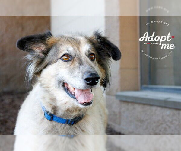 Medium Photo #4 Collie-Unknown Mix Puppy For Sale in Salt Lake City, UT, USA