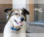 Small #3 Collie Mix