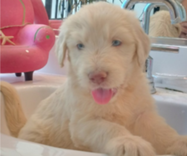 Medium Photo #2 Goldendoodle Puppy For Sale in DIXON, CA, USA
