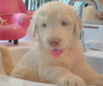 Small #1 Goldendoodle
