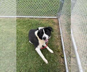 Border-Aussie Dogs for adoption in Louisville, KY, USA