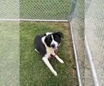 Small Border-Aussie