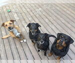 Small #4 Rottweiler Mix