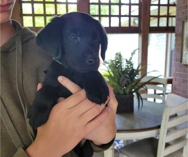 Medium Photo #25 Labrador Retriever Puppy For Sale in BONAIRE, GA, USA