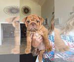 Small #7 English Bulldog