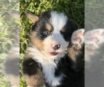 Small #14 Bernese Mountain Dog