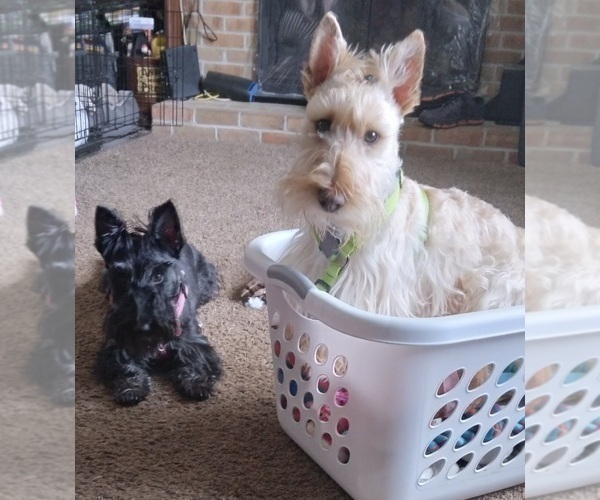 Medium Photo #5 Scottish Terrier Puppy For Sale in KAWKAWLIN, MI, USA