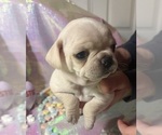 Small #1 Pug
