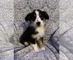 Small Photo #4 Miniature Australian Shepherd Puppy For Sale in COLUMBUS, NC, USA