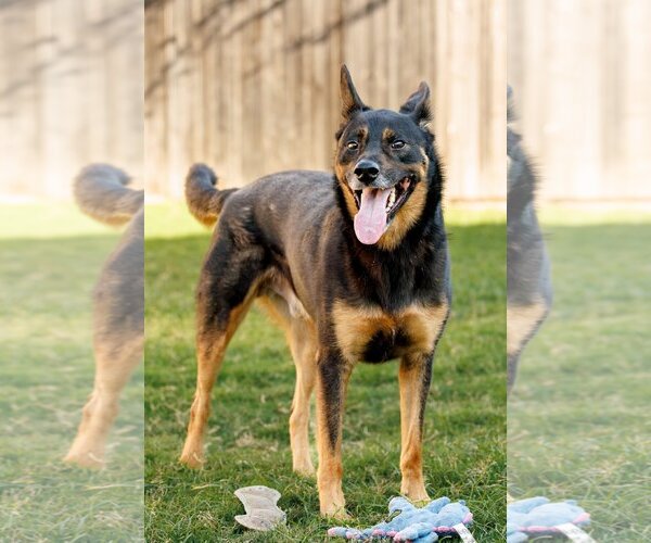 Medium Photo #2 Shepweiller Puppy For Sale in McKinney, TX, USA