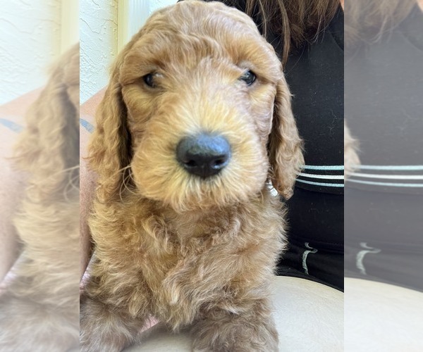 Medium Photo #2 Goldendoodle Puppy For Sale in ROCKLEDGE, FL, USA