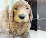 Small Photo #2 Goldendoodle Puppy For Sale in ROCKLEDGE, FL, USA