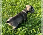 Small Photo #10 Schnauzer (Miniature) Puppy For Sale in DELAFIELD, WI, USA