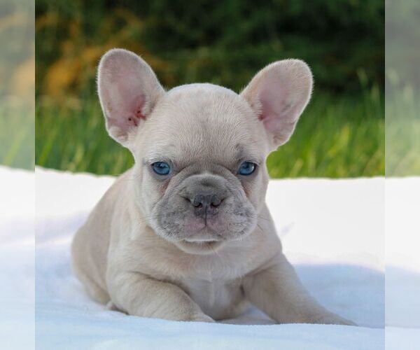 Medium Photo #1 French Bulldog Puppy For Sale in NEWMANSTOWN, PA, USA