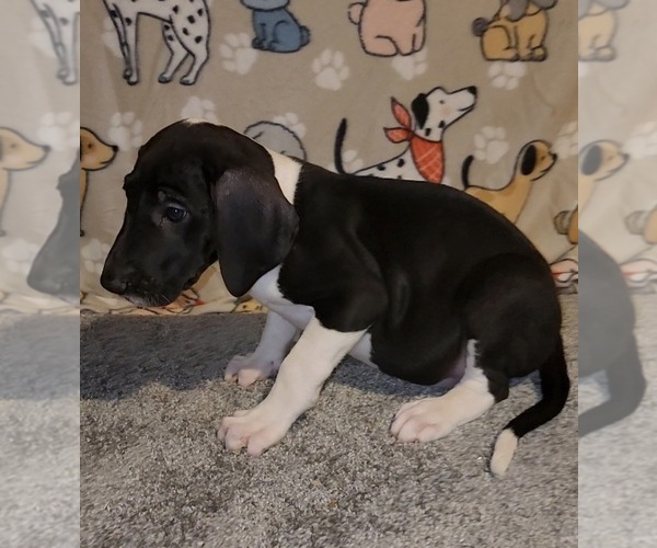 Medium Photo #3 Great Dane Puppy For Sale in DENHAM SPRINGS, LA, USA