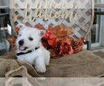 Small #12 West Highland White Terrier