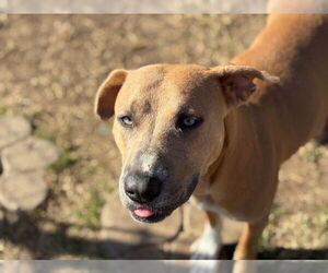 Mutt Dogs for adoption in Tulsa, OK, USA